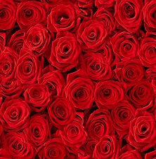 150 Red Roses - 60cm